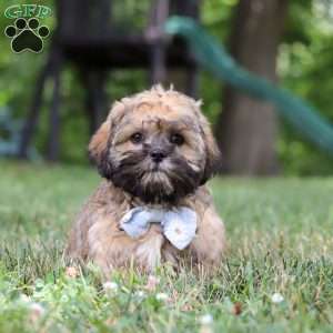 Buddy, Lhasa Apso Puppy